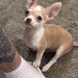 Kiko - Chihuahua
