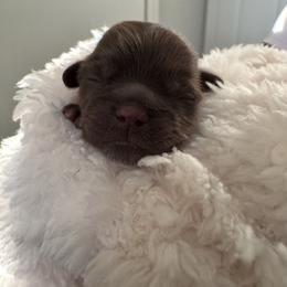 Ivy - Chocolate female Shih Tzu puppy in Avondale, Arizona from Riley Family Shih Tzus