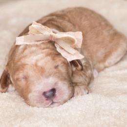 Breezy - Red  female Goldendoodle puppy in Hopkins County, Texas from Boutique Doodles