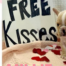 French Bulldogs from Seven Blessings Frenchies