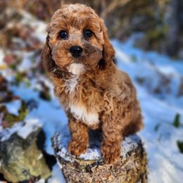 Cavapoo, Maltipoo, and Poodle Puppies from Mount Baker Poodle and Doodles