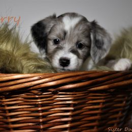 Goldendoodle and Aussiedoodle Puppies from Sister Doodles