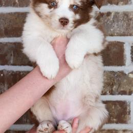 Australian Shepherd, Miniature American Shepherd, and Miniature Australian Shepherd Puppies from Painted Blue Aussies