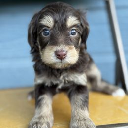 Joey girl - female Golden Mountain Doodle puppy in Twin Falls, Idaho from Magic Valley Family Doodles