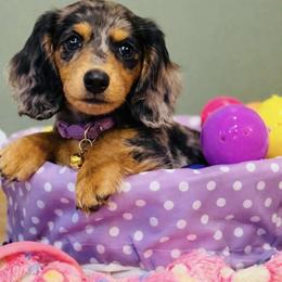 Dachshund Puppies from Rafter D4 Ranch - Mini Dachshunds