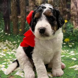 Snoopy Red Girl - Tri-color female Bernedoodle puppy in The Woodlands, Texas from Gracie's Goldendoodles and Bernedoodles