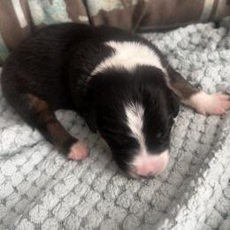 Otamatone - Black tri-color male Australian Shepherd puppy in Bennett, Colorado from Alolan Angel Aussies