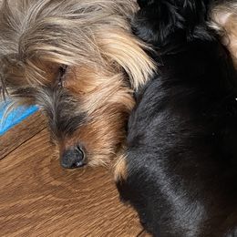 Yorkshire Terrier Puppies from Cutest AKC AZ Yorkies