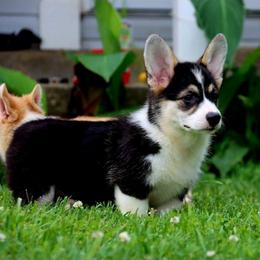 Blossom - Black and tan female Pembroke Welsh Corgi puppy in Pollock, Missouri from Northstar