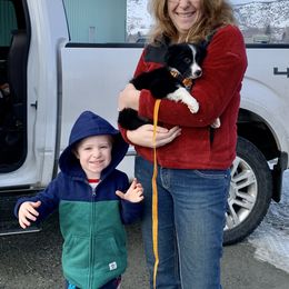 Border Collie Puppies from Cross K Working Collies - Pure Bred Border Collies