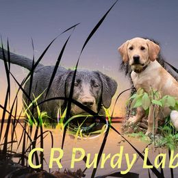 Labrador Retriever Puppies from C R Purdy Labs