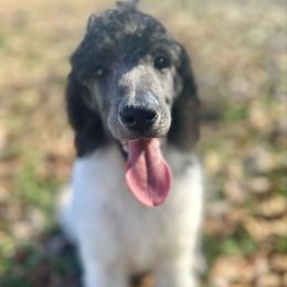 Apple - Parti female Poodle puppy in Travelers Rest, South Carolina from Cotton Top
