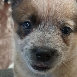 Tauriel - Australian Cattle Dog puppy in Mena, Arkansas from Red Desert Australian Cattle Dogs
