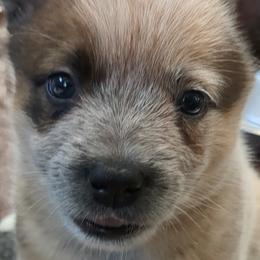 Tauriel - Australian Cattle Dog puppy in Mena, Arkansas from Red Desert Australian Cattle Dogs