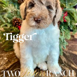 Tigger - male Newfypoo puppy in Jackson, Missouri from Two Sisters Ranch, LLC