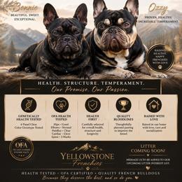 French Bulldog puppies from Yellowstone Frenchies