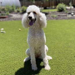 Butter - Poodle