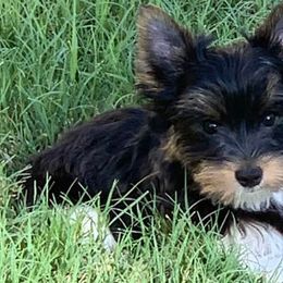 Yorkshire Terriers from YorkiePupsofTexas.com
