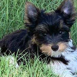 Yorkshire Terriers from YorkiePupsofTexas.com