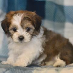 Fall - Brown and white male Shichon puppy in Delta, Colorado from PTK Ranch