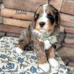Bobble - Merle male Bernedoodle puppy in Payson, Utah from The Puppy Nest