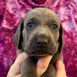 Doug - Blue male Weimaraner puppy in Aitkin, Minnesota from Whispering’s GunDogs