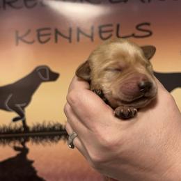 2nd Pick Male - Labrador Retriever puppy in Moses Lake, Washington from Kreger Lake Kennels