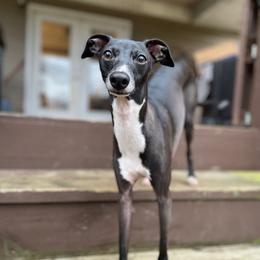 Zuko - Italian Greyhound