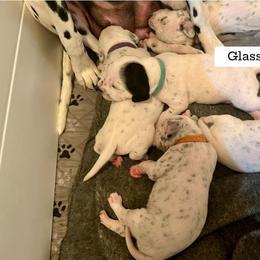 Dalmatian Puppies from Glasscock Dalmatians