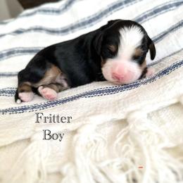 Fritter - Tri-color male Bernedoodle puppy in Waco, Texas from Blessings Pups Doodles