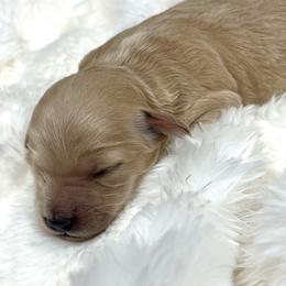 Mason - Apricot male Labradoodle puppy in San Antonio, Texas from I Love U Back Labradoodles, LLC