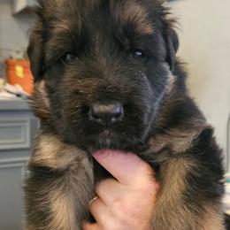 Mr Black - Black and red male German Shepherd puppy in Newaygo, Michigan from Sterley Shepherds