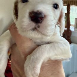 Male - Orange belton male English Setter puppy in Burns, Oregon from Steens Mountain Setters
