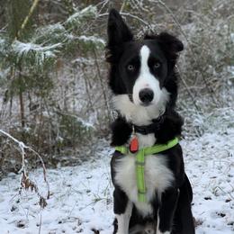 Border Collie Puppies from Ferguson Border Collies