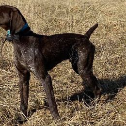 German Shorthaired Pointers from Westcreek Kennels