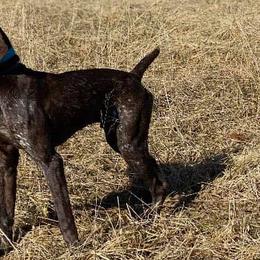 German Shorthaired Pointers from Westcreek Kennels