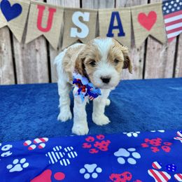 Sparkler (purple collar) - Blenheim female Cavapoo puppy in Modesto, California from Molly n Friends