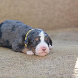 Yellow - Blue merle male Bernedoodle puppy in Scottsboro, Alabama from Dixie Land Doodles
