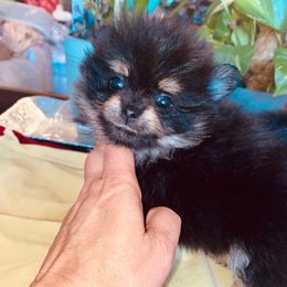 Alvin - Black and tan male Pomeranian puppy in Gilmer, Texas from Fairchild Fancy Pomeranians and Coachella Pomeranians