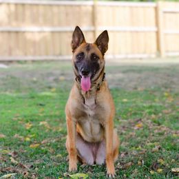 Syn - Belgian Malinois