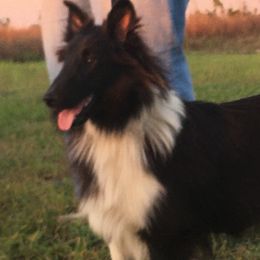 Luna - Shetland Sheepdog