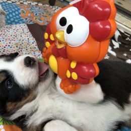 Miniature American Shepherd Puppies from Stones River Mini American Shepherds