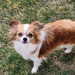 Monroe - Chihuahua