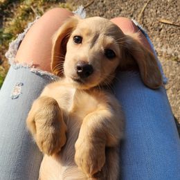 Sasha - Dachshund