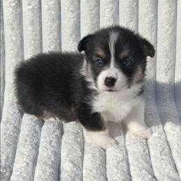 ALVIN - Black and tan male Pembroke Welsh Corgi puppy in Walker, Iowa from Double K Corgis