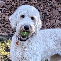 Sunny - Goldendoodle