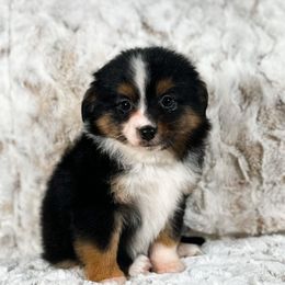 Faye - Black tri female Toy Australian Shepherd puppy in Liberty Hill, Texas from Pistol Paws Aussies