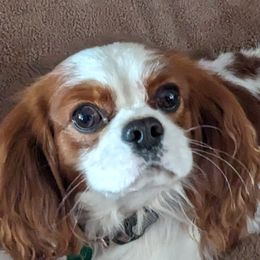 Cavalier King Charles Spaniels, Cavapoos, and Poodles from Puppy Adventures LLC