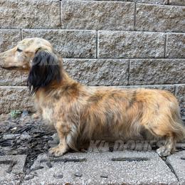 Archie - Dachshund