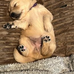 Golden Retriever Puppies from Golden Poppy Retrievers